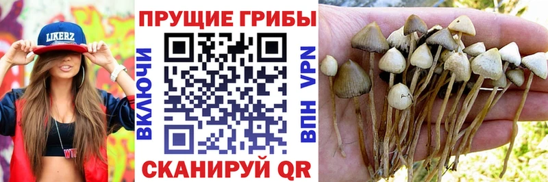 Псилоцибиновые грибы MAGIC MUSHROOMS где купить наркотик Куйбышев